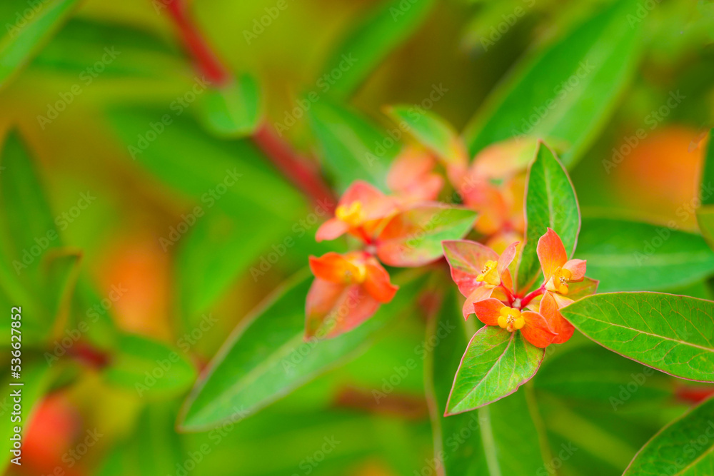 Spurge or Euphorbia griffithii, Himalaja Griffiths, orange flowers in garden Spurge or Euphorbia griffithii, Himalaja Griffiths, orange flowers in garden