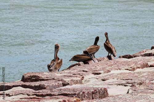 pelican