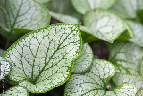 Silvery green leaves of Heartleaf brunnera, Siberian bugloss or Brunnera macrophylla Jack Frost