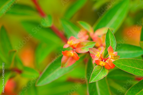 Spurge or Euphorbia griffithii, Himalaja Griffiths, orange flowers in garden