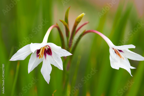 White with purple flowers of acidanthera or fragrant gladiolus in green garden