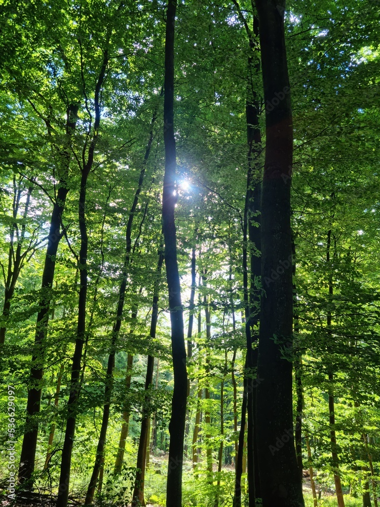 Fototapeta premium forest in the morning