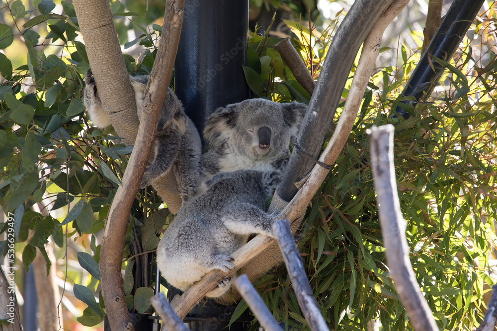 Fototapeta premium Koala Bear asleep in a tree