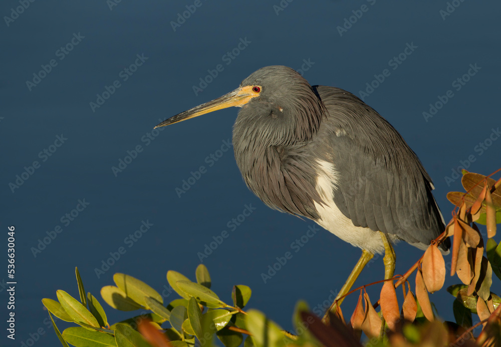 Obraz premium Tri colored heron