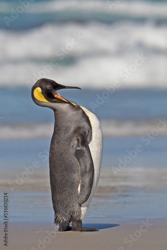 penguin on the beach