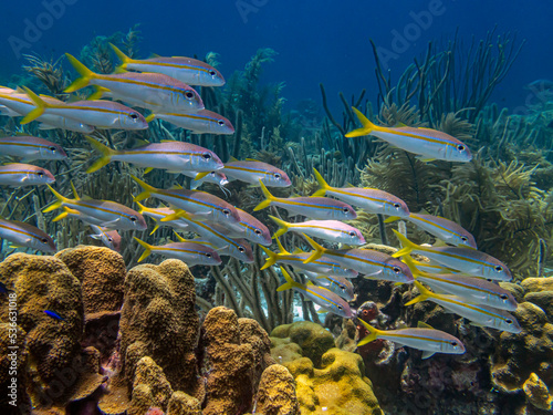 Yellowtail snapper,Ocyurus chrysurus photo