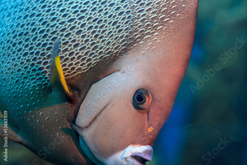 French angelfish ,Pomacanthus paru photo