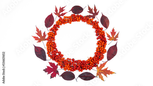 Circle from red rowan berries decorated with red autumn leaves of sakura and maple. White background.