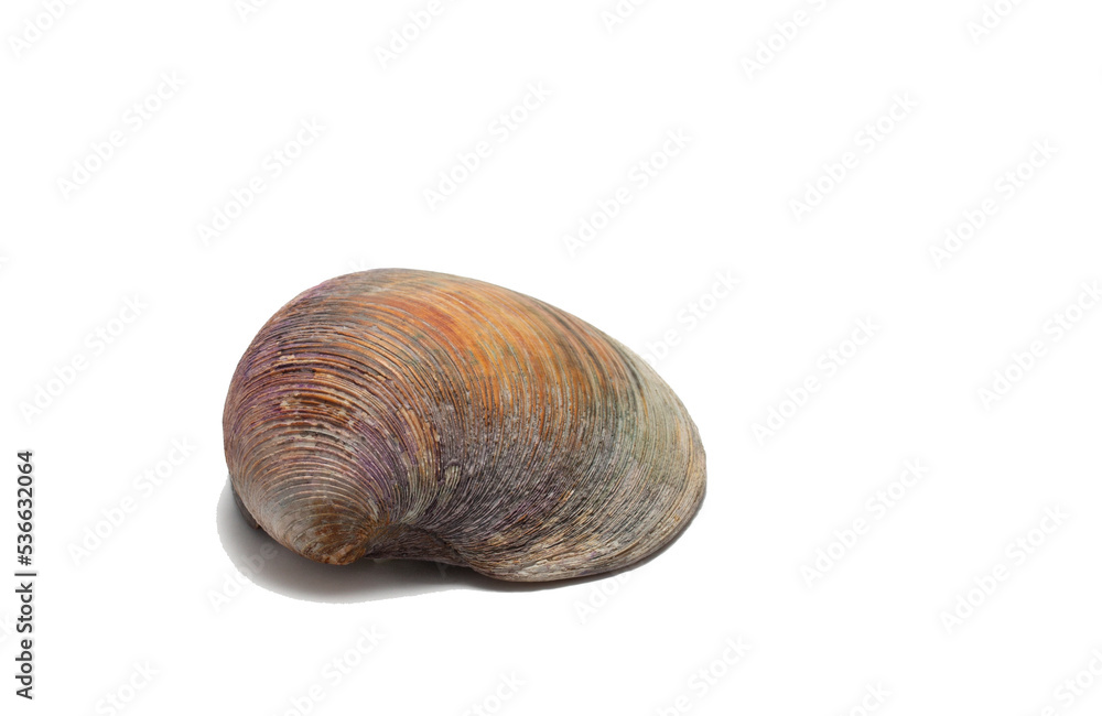 Sea shell on white background Sea shell on white background