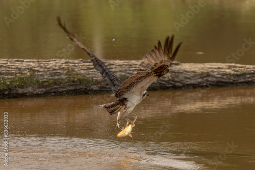 Osprey fishes in the marsh