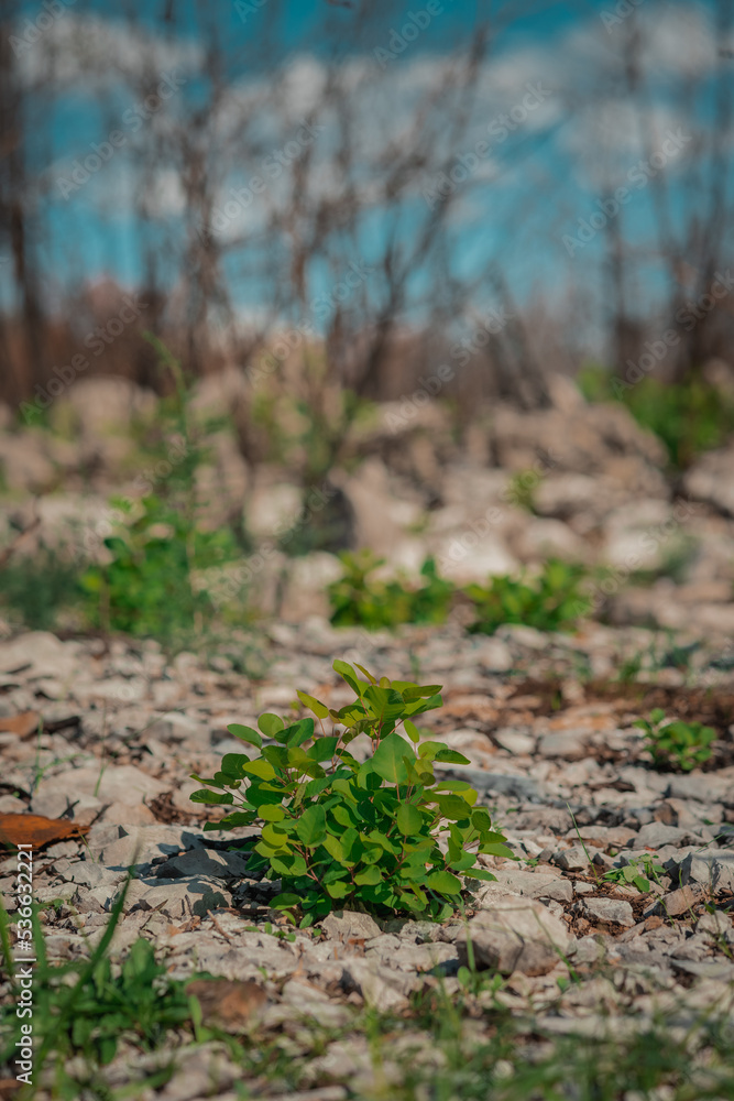 Vegetation slowly getting better after terrible forest fire in carso or karst region in Slovenia. Sunny day on kras. Vegetation slowly getting better after terrible forest fire in carso or karst region in Slovenia. Sunny day on kras.