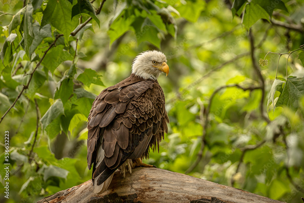 Bald Eagle perched on a tree branch Bald Eagle perched on a tree branch