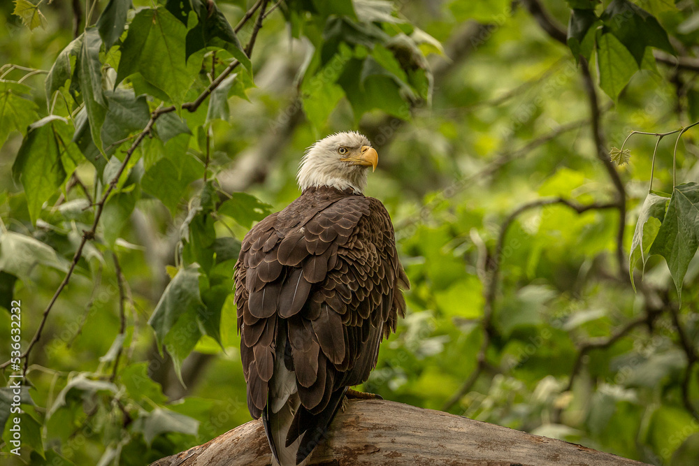 Bald Eagle perched on a tree branch Bald Eagle perched on a tree branch