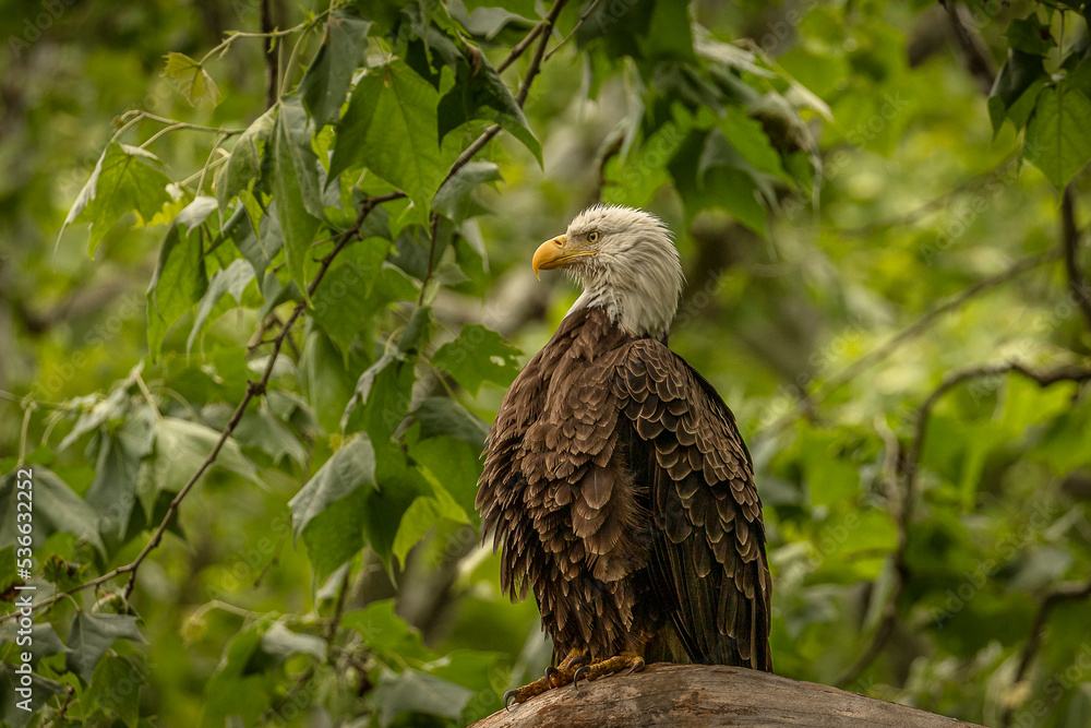 Fototapeta premium Bald Eagle perched on a tree branch