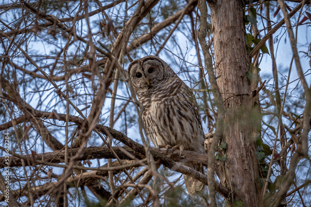 Obraz premium Bared Owl hiding among the tree branches