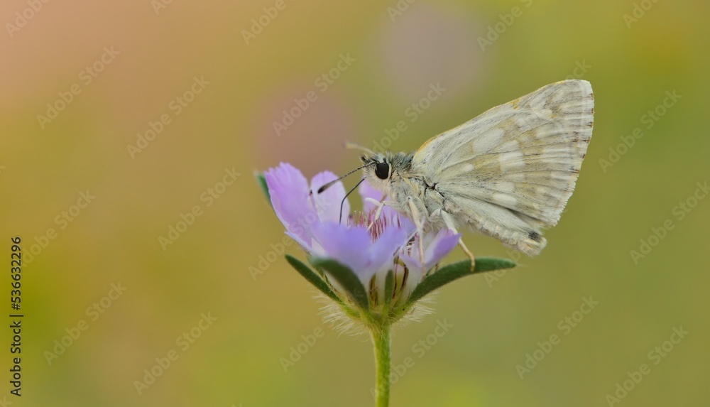 Naklejka premium Muschampia nomas 833