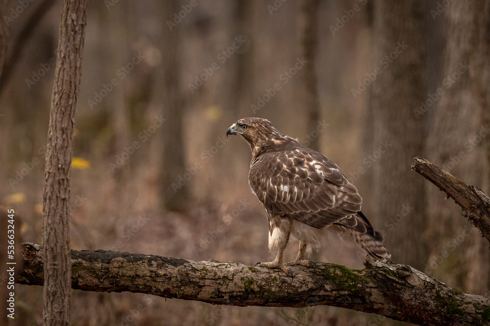 Obraz premium Red-tailed Hawk perched on a dead tree branch