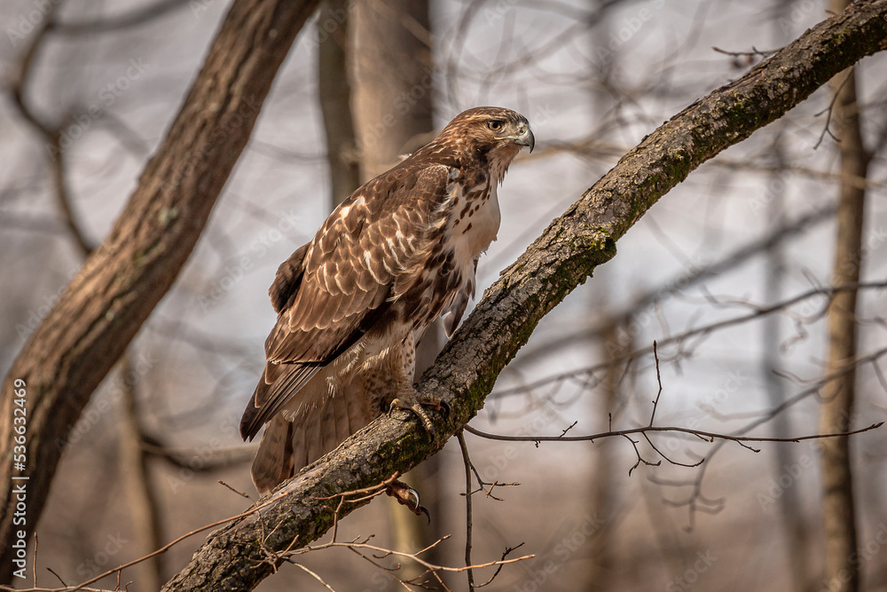 Red-tailed Hawk perched on a dead tree branch Red-tailed Hawk perched on a dead tree branch