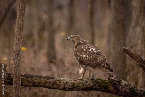 Red-tailed Hawk perched on a dead tree branch © Judy