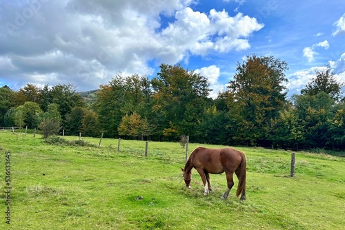 Fototapeta Naklejka Na Ścianę i Meble -  brown horse on pasture