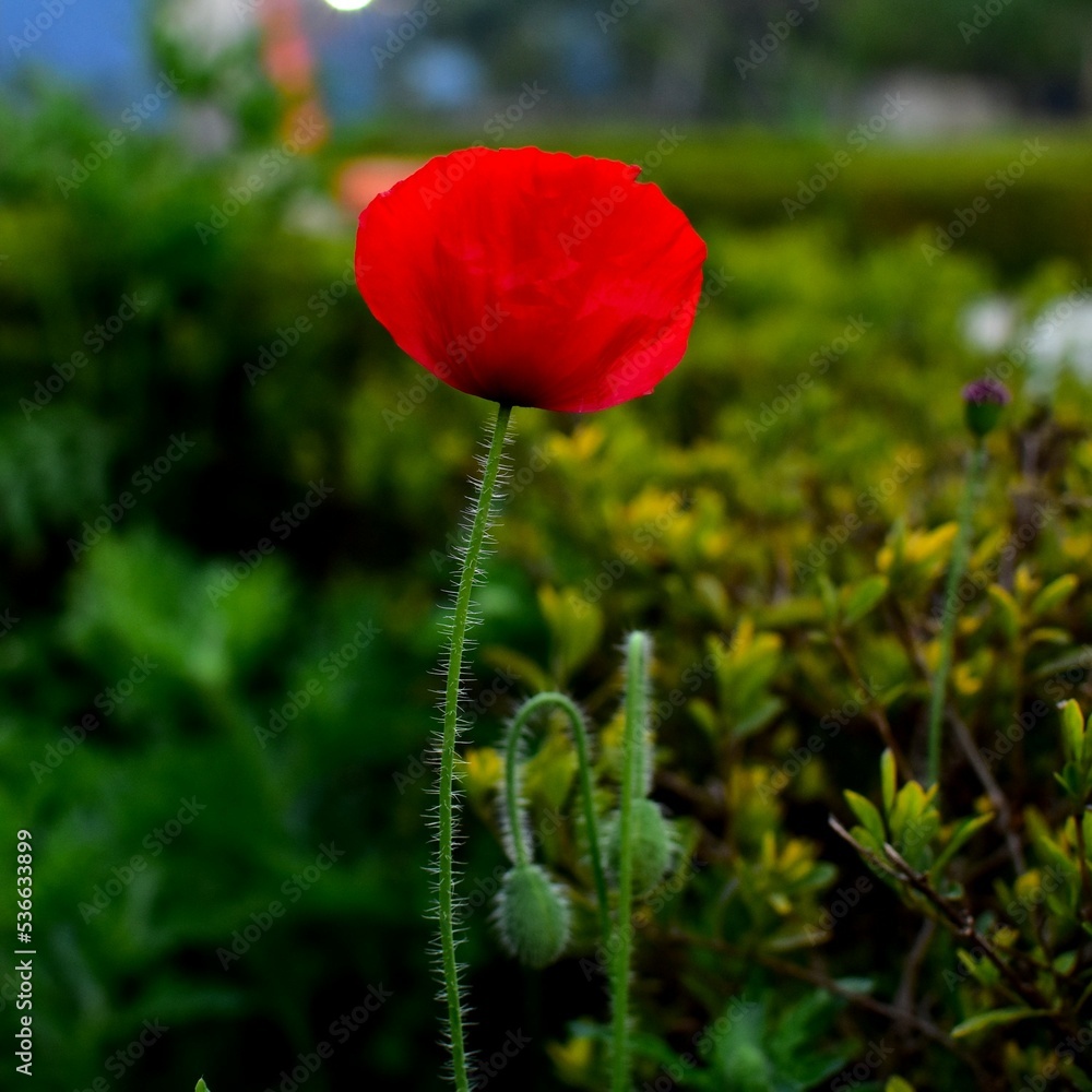 Fototapeta premium Common Poppy