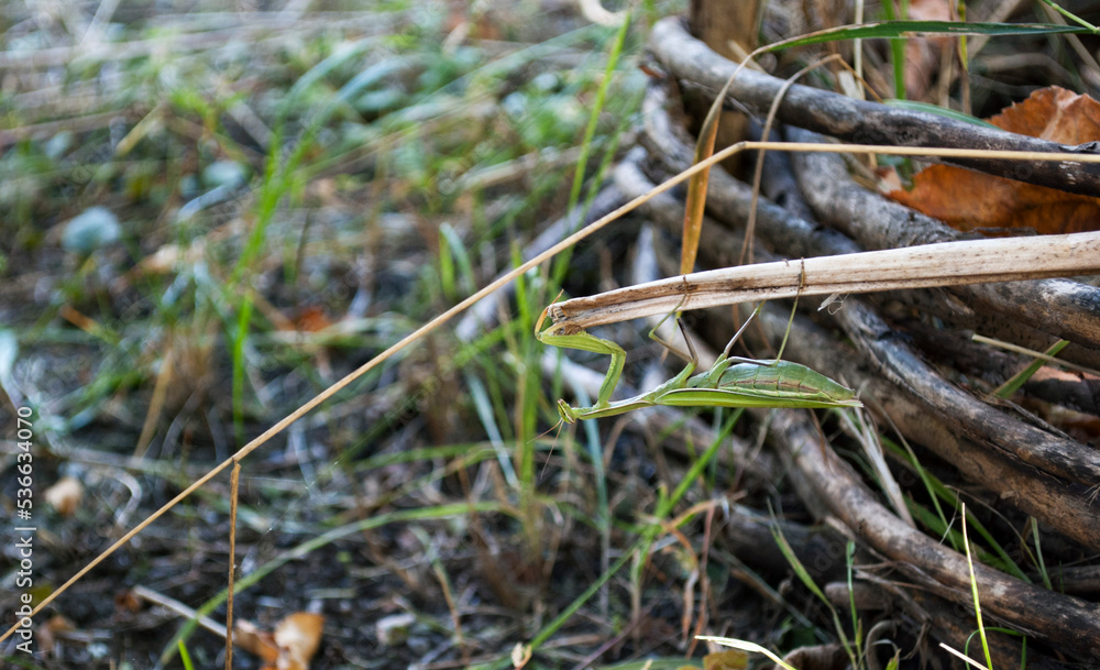 a thick green mantis sits on a branch