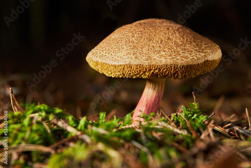 Xerocomus subtomentosus, commonly known as suede bolete. A big mushroom with with cracked caps.  photo