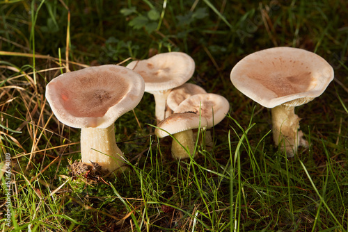 Edible mushroom Clitocybe gibba in the spruce forest. Known as common funnel. Funnel mushroom growing in the forest