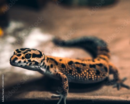 Lovely Leopard Gecko portrait smiling