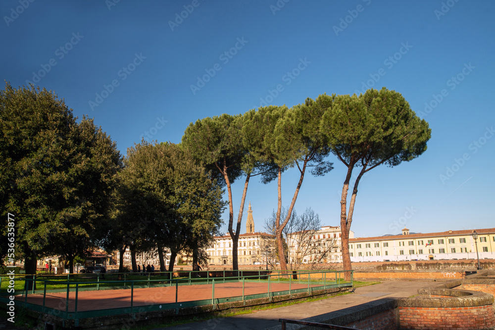 Italian Pines  -  Pinias in Terrazza Riccardo Marasco  in  Florence at sunny day  -   Christmas week in Florence