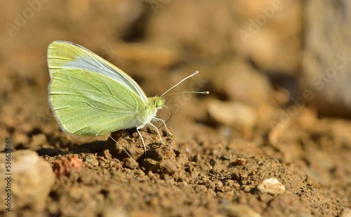 Pieris mannii 843