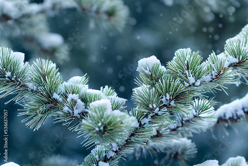 Winter Fir Pine Bough Detail, with Snow and Frost, Dramatic Natural Light, stunning background Nature Photo with short depth of field.