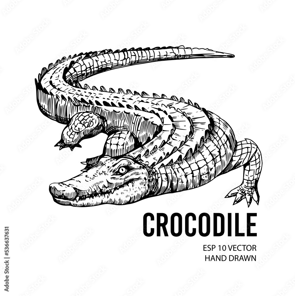 Crocodile sketch. Aligator. Vector hand drawn illustration - obrazy, fototapety, plakaty 
