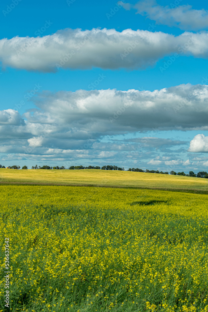 rapeseed field and sky rapeseed field and sky
