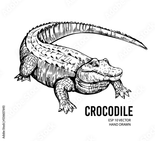 Crocodile sketch. Aligator. Vector hand drawn illustration