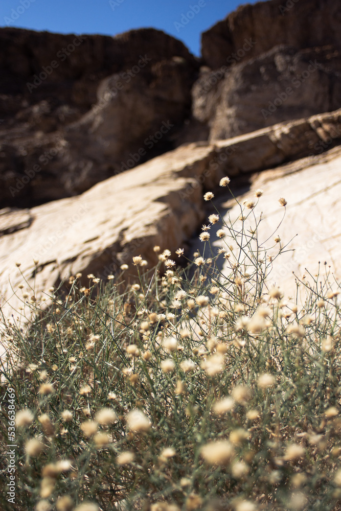 Desert flower bush with rocky background Desert flower bush with rocky background