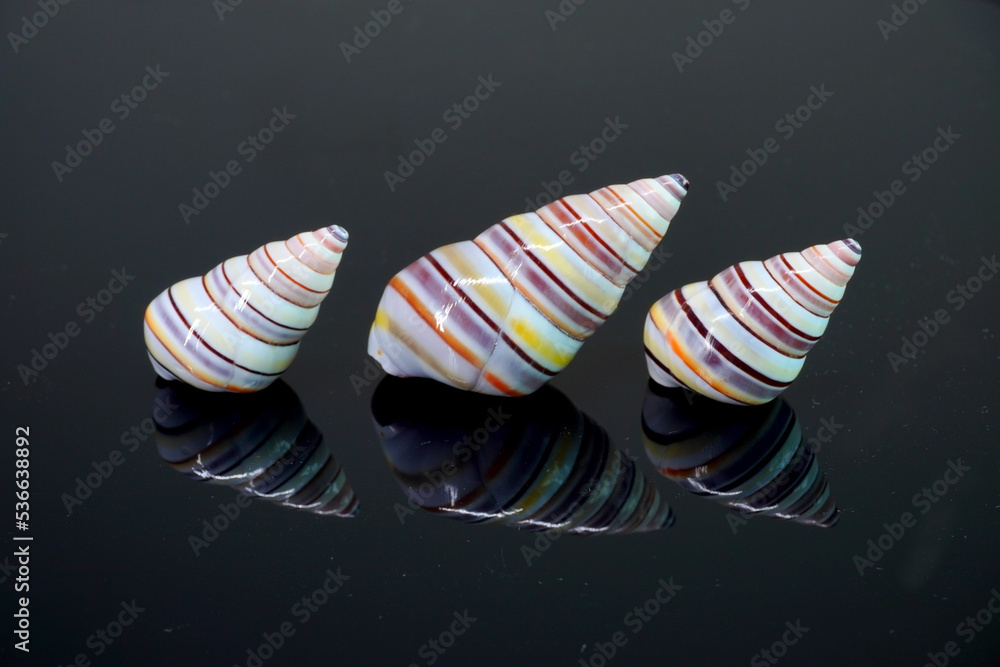 Candy cane snail isolated on black background. Candy cane snail (Liguus virgineus) is a species