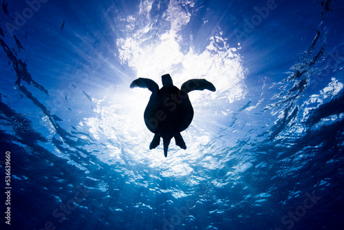 Green Sea Turtle