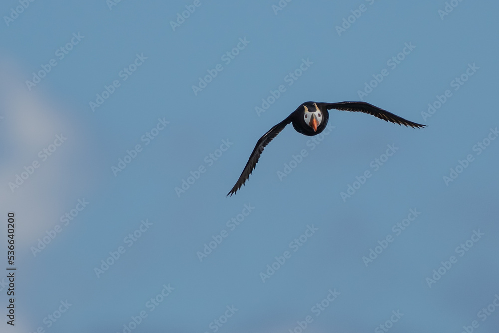 Tufted Puffin in Flight Towrds Photographer Tufted Puffin in Flight Towrds Photographer
