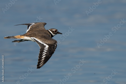 Killdeer Shorebird in Graceful Flight © Jeff Huth