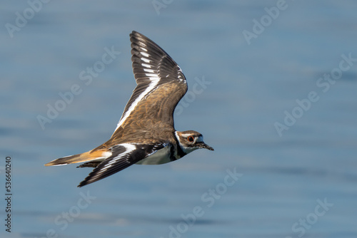 Killdeer Shorebird in Graceful Flight