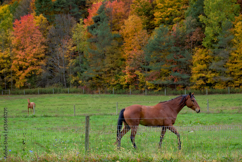 A very colorful Autumn in Upstate NY this year.  Horses enjoying a beautiful Fall day in their pasture in Upstate NY.