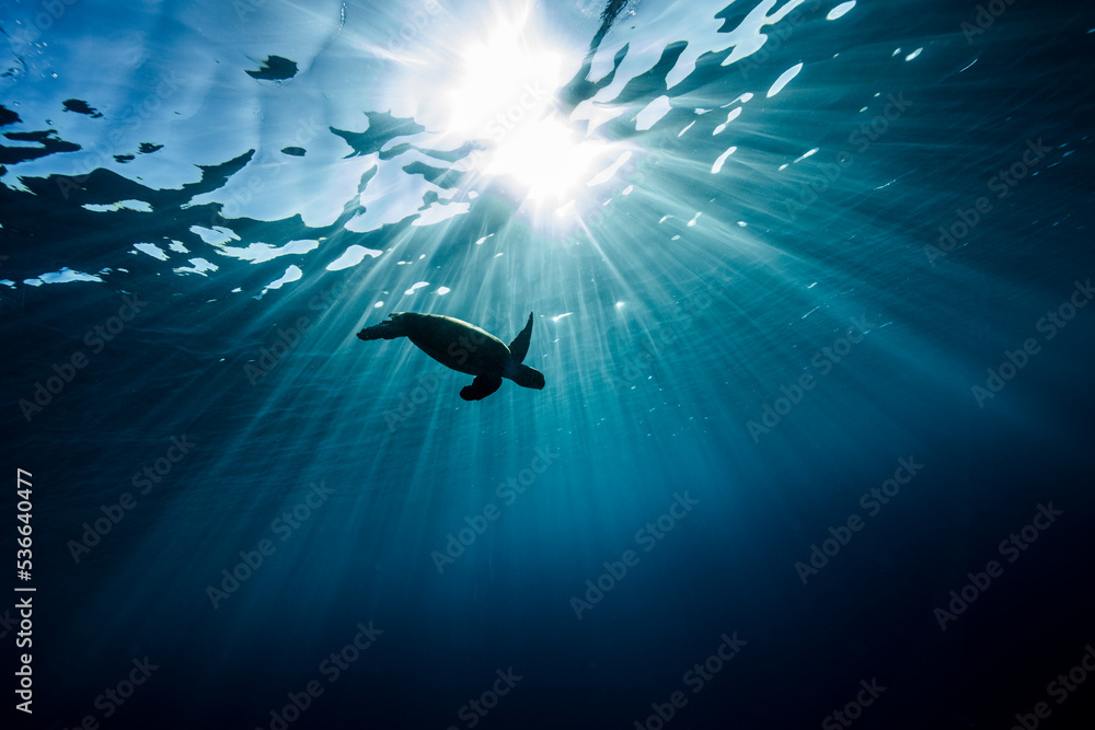 Fototapeta premium Green Sea Turtle swimming in silhouette on the Great Barrier Reef at LAdy Elliot Island.