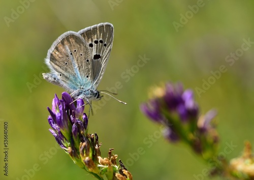 Wallpaper Mural Polyommatus merhaba 829 Torontodigital.ca