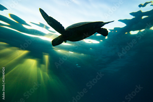 Green Sea Turtle swimming in silhouette on the Great Barrier Reef at LAdy Elliot Island.