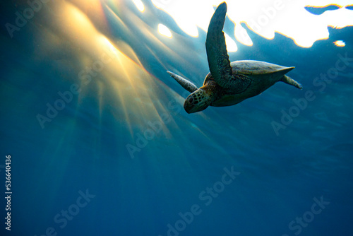 Green Sea Turtle swimming in silhouette on the Great Barrier Reef at LAdy Elliot Island. © Sean