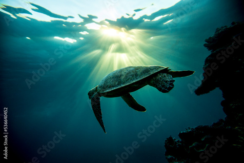 Green Sea Turtle swimming in silhouette on the Great Barrier Reef at LAdy Elliot Island.
