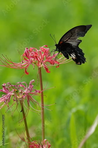 butterfly on a red spider lily