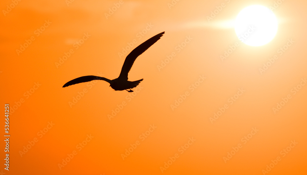 Seagull silhouette with open wings