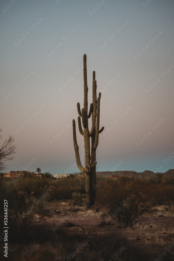 cactus in the desert